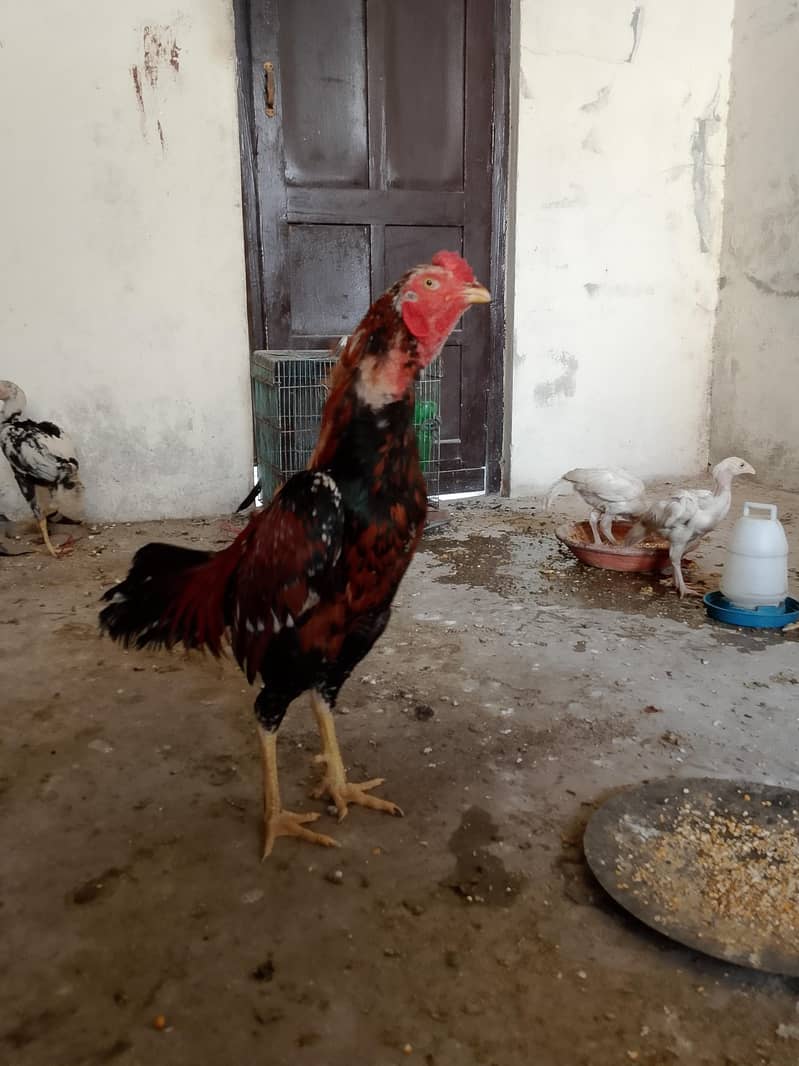 لاکھا مرغا مشکی مادی 17