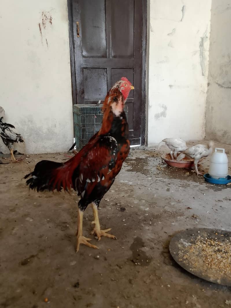 لاکھا مرغا مشکی مادی 18