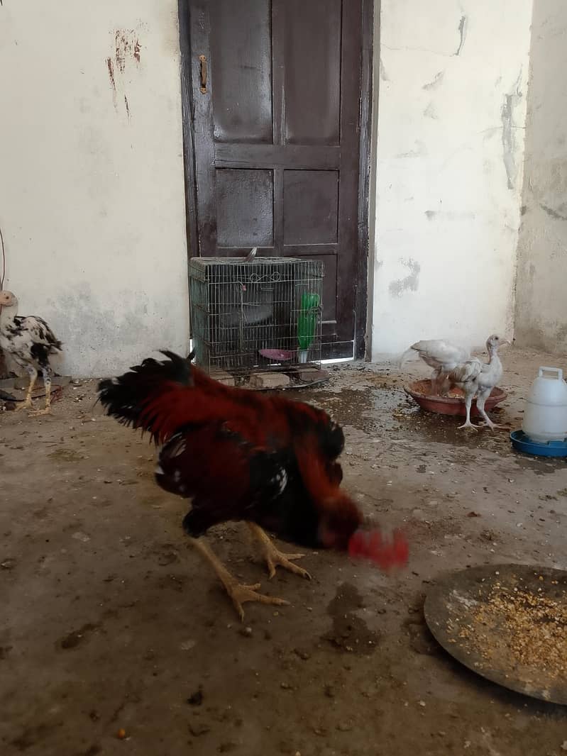 لاکھا مرغا مشکی مادی 19