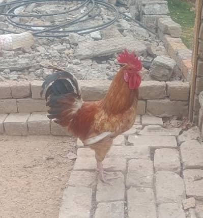 Breeder Murgha