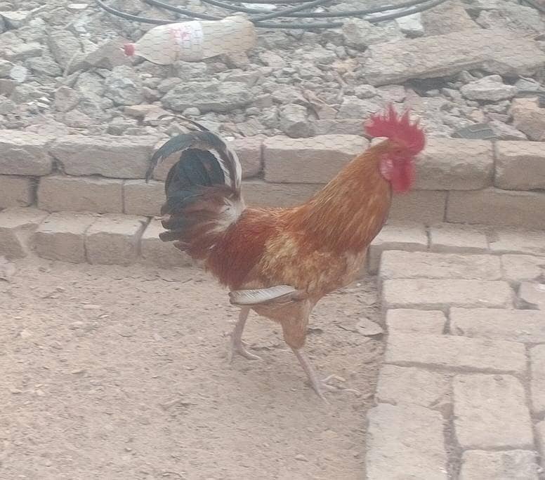 Breeder Murgha 1
