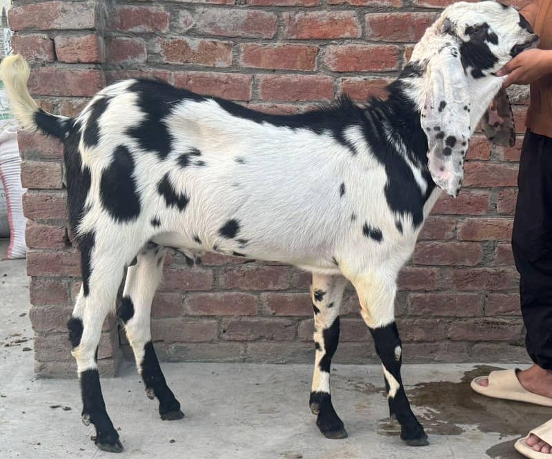 beetal bakra 0