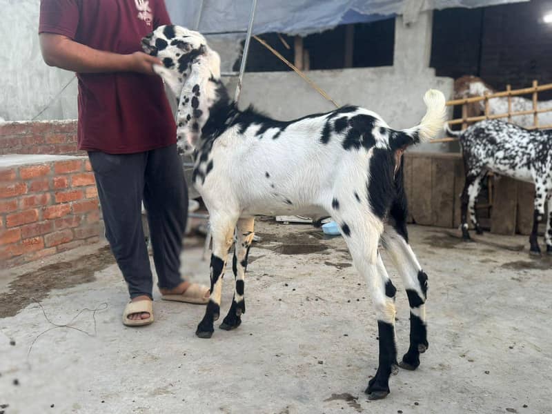 beetal bakra 1