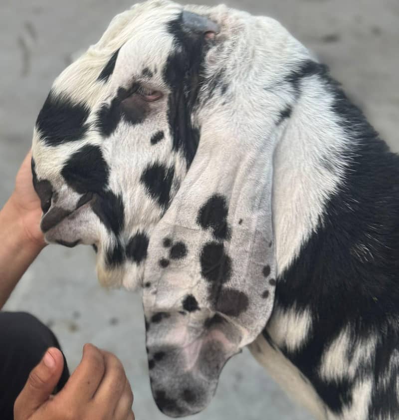 beetal bakra 2