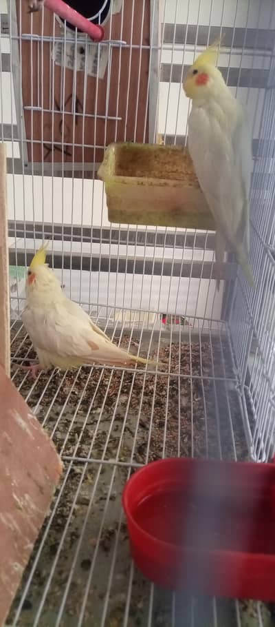 cockatiel