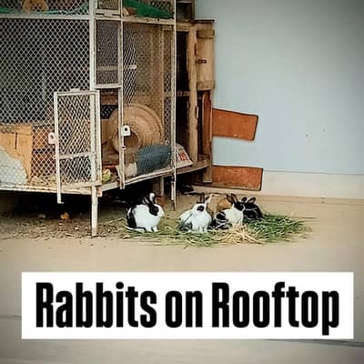 Semi àdult Rabbits  800 per pair