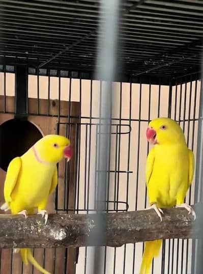 breedar and lengthy pair