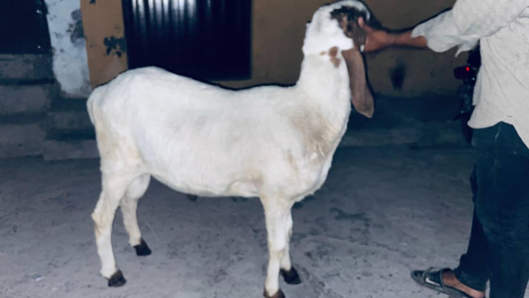 dasi sheep 0