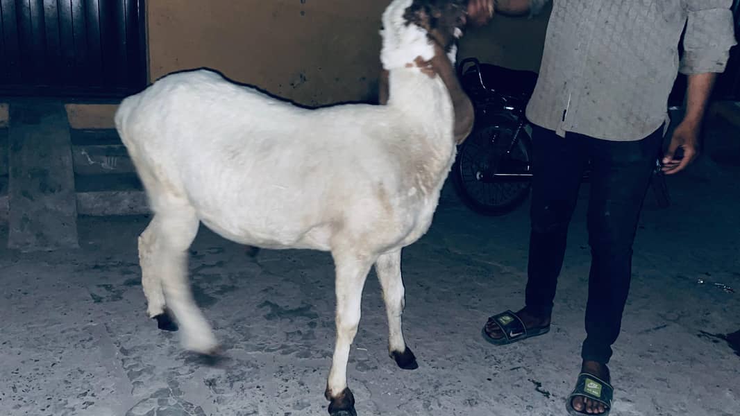 dasi sheep 1