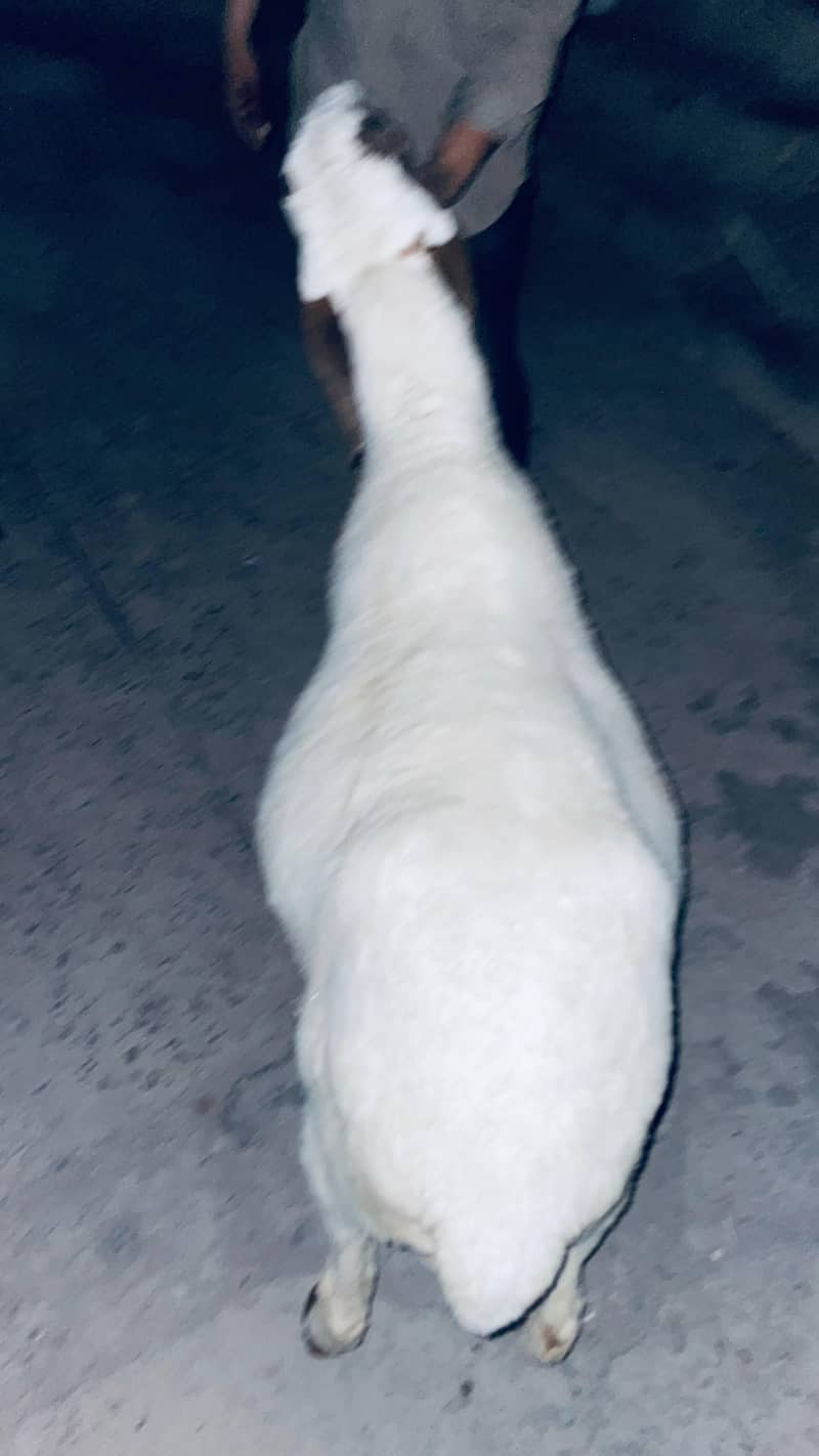 dasi sheep 2