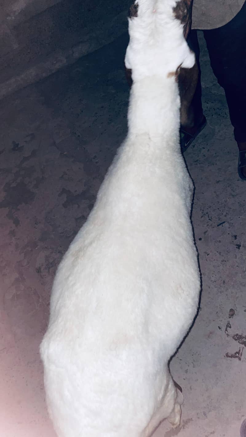 dasi sheep 3