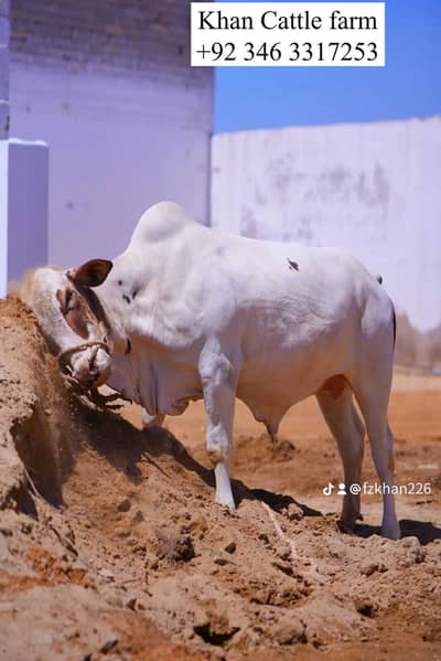 cow | 2 dant bachra | desi bachre | qurbani Ka janwar | qurbani 2026
