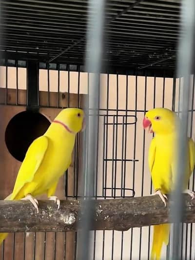 breedar and lengthy pair