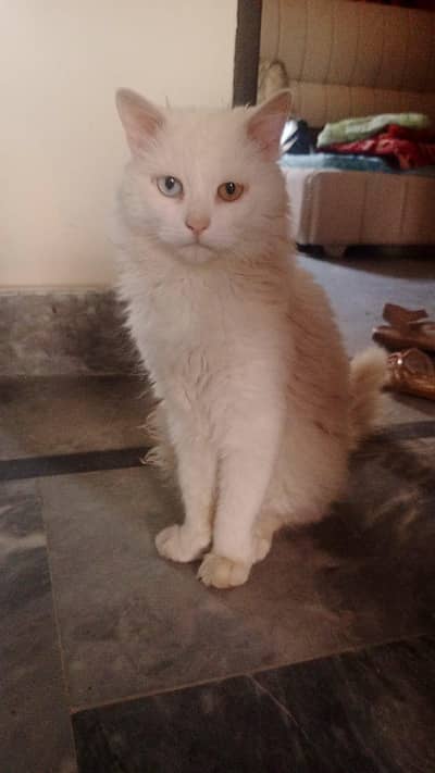 Persian cat odd eyes