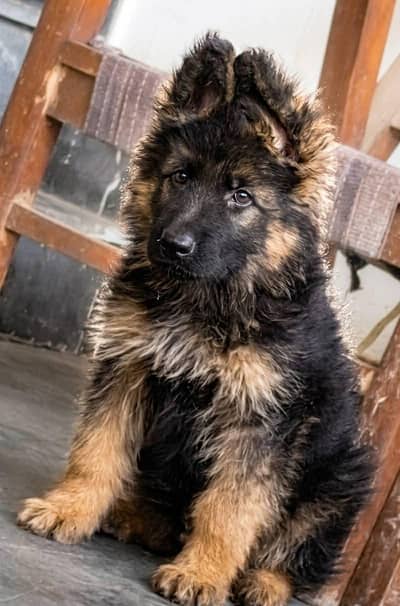 German shepherd puppy Male 03134111831