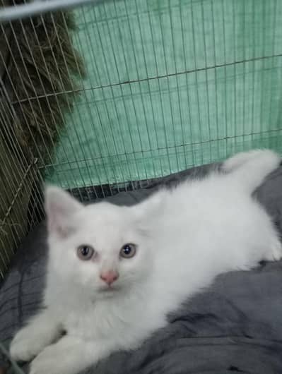 Persian kitten pair for sale .