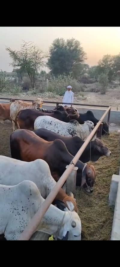 cholistani Bull /desi Bachra /donda wacha|Qurbani 2026_cholitani bulls