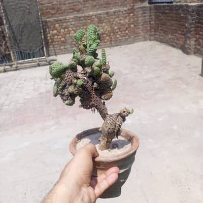 Cactus | Decorated Plant | Out/Indoor plant |