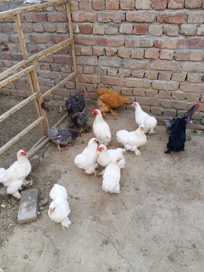 Bantam, buff pathay. . . Chicks, hen 03084546903
