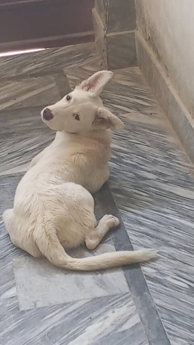 good dog