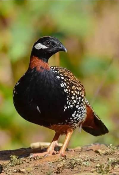 black bird