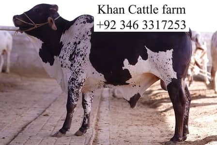 bull | bachra | desi bachre | qurbani janwar | qurbani 2026 | ablak