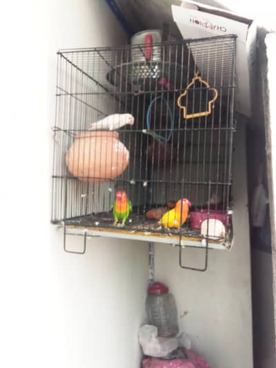 love Bird  for sale