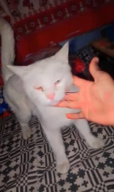 white cat for sale