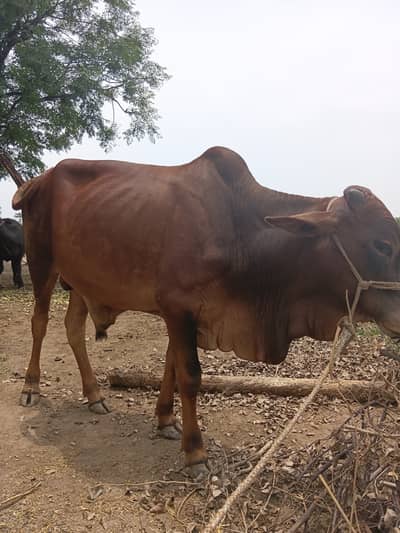 Bull for Sale