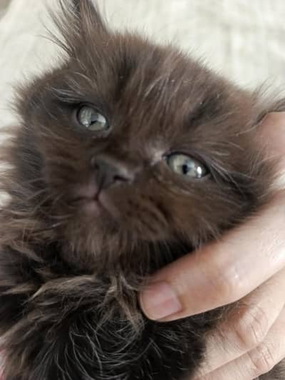 persian kittens