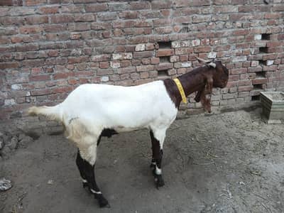 ghar ka pala hua bakra