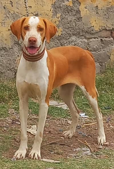 pure garman pointer female full train jall and fair healthy and active