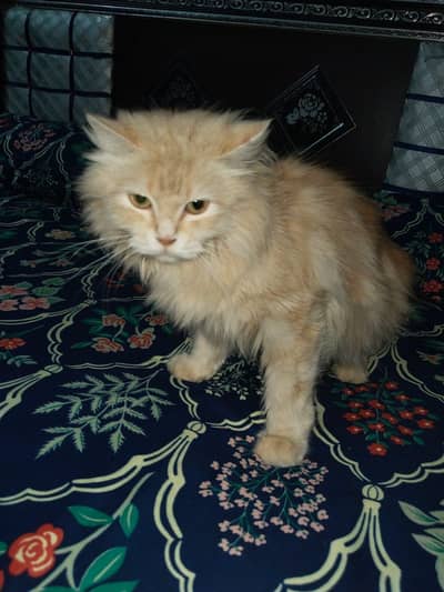 Cat for sale