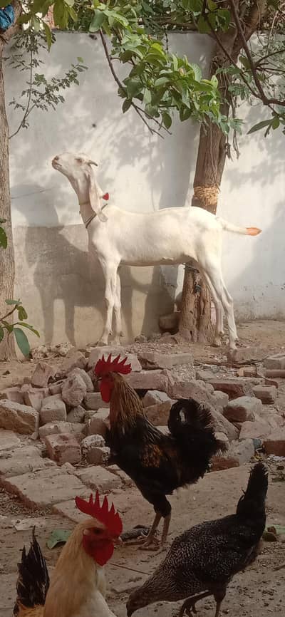 white Bakra