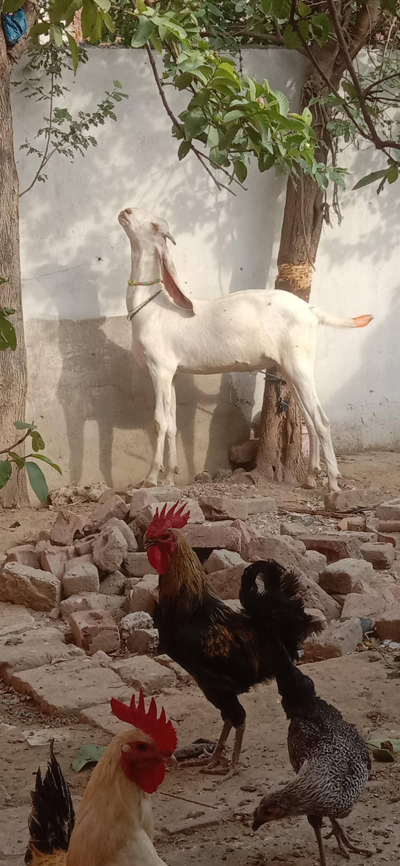 white Bakra 1