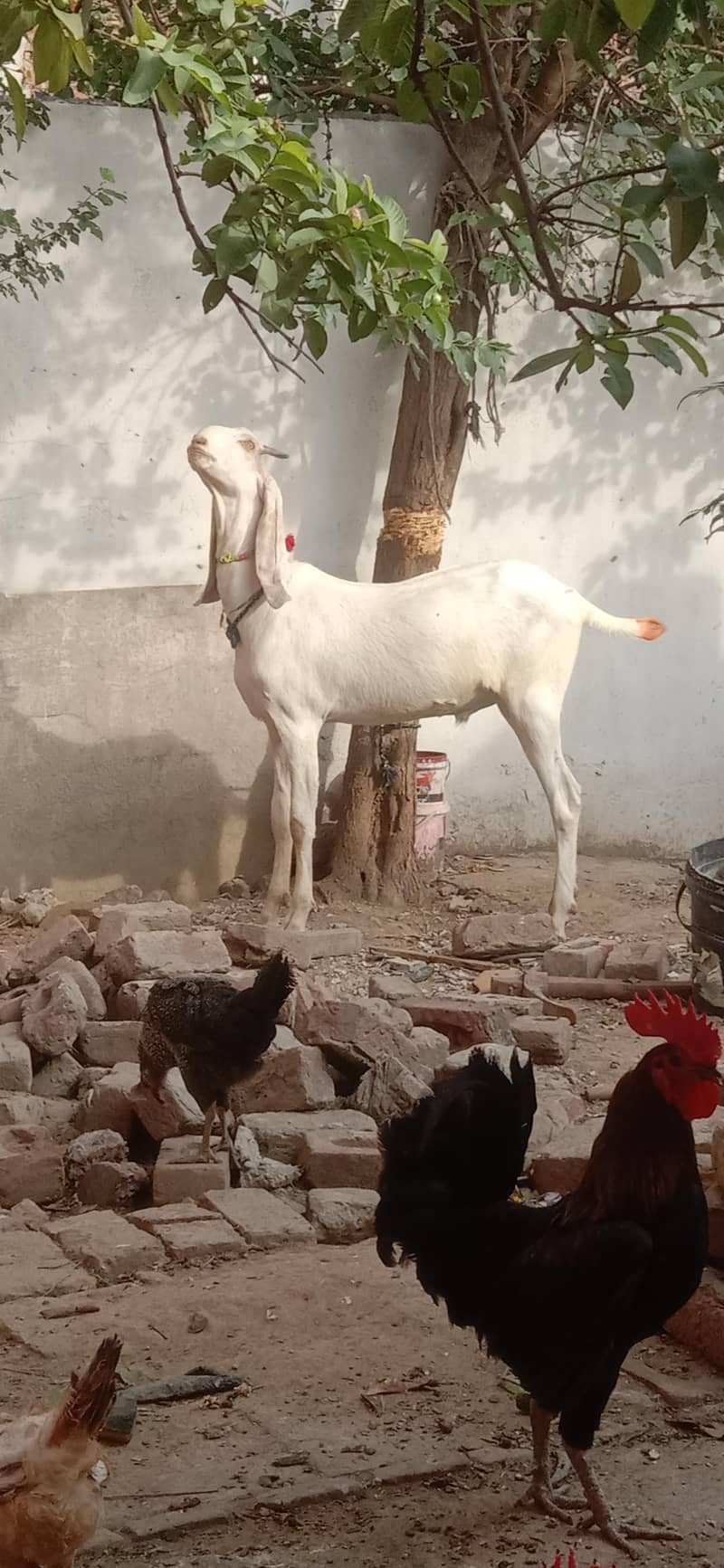white Bakra 2