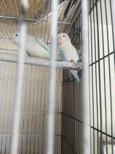 love birds