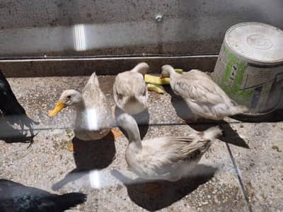 3 White Ducks for Sale