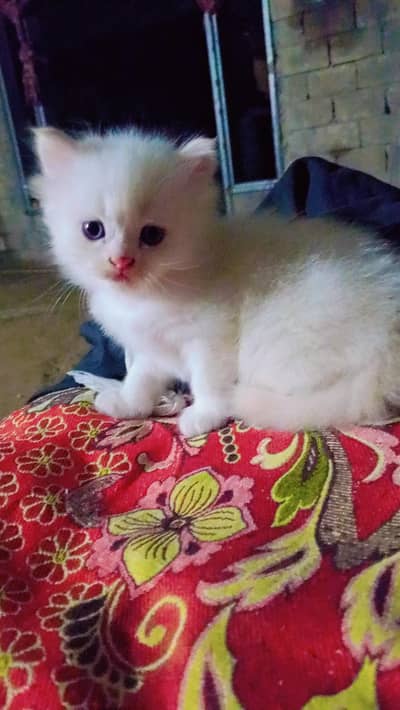 Persian kitten