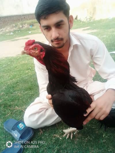 Inbox Message kron