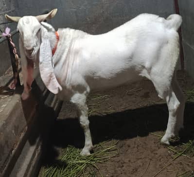 pure gulabi breeder