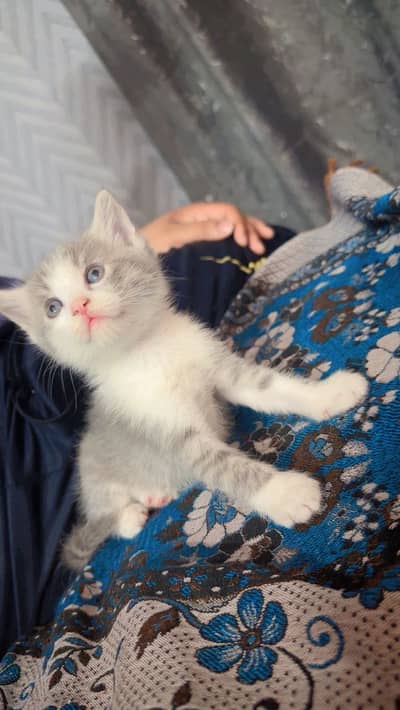 Grey Male Kitten | Male kitten for sale