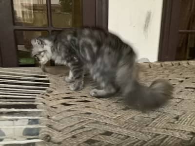 Persian cat