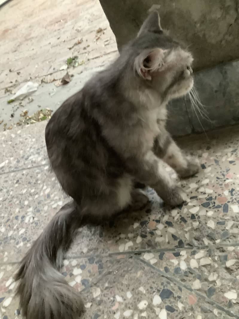 Persian cat 1