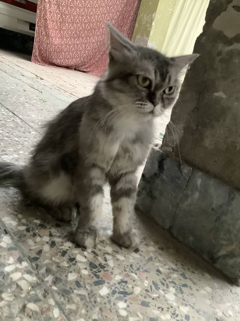 Persian cat 2