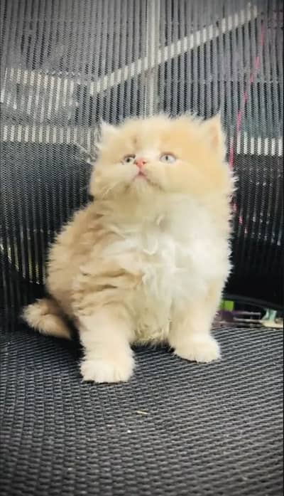 Persian kittens triple coat pair  for sale contact whatsap 03055516739