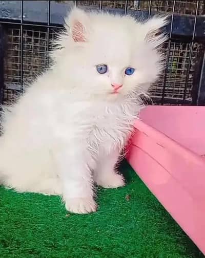 Persian female kitten for sale 03489629855 Whatsapp number