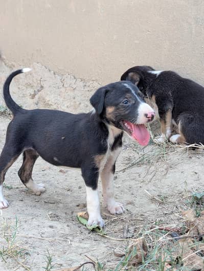 Male Or Female dono hn 03047949297