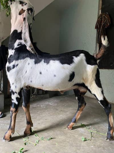 Bakra for qurbani