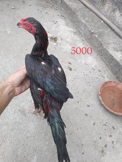 1 male or Baki female hai murgi or murga for sale nhi hai
